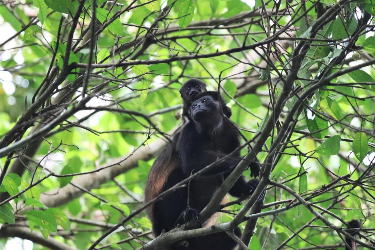 Four Monkeys Eco Lodge - Jungle & Beach Cabo Matapalo Zewnętrze zdjęcie